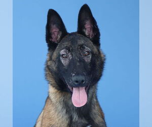 Mutt Dogs for adoption in Pasadena, CA, USA