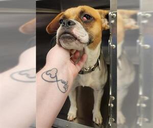 French Bullhuahua Dogs for adoption in Houston, TX, USA