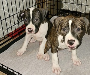 American Pit Bull Terrier Litter for sale in BLUE ASH, OH, USA