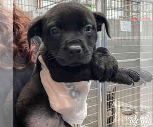 Retriever -Spaniel Mix Dogs for adoption in Washington, DC, USA