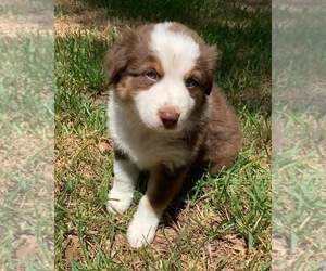Australian Shepherd Puppy for sale in CONROE, TX, USA