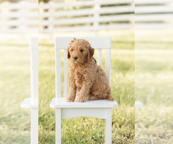 Medium Photo #6 Goldendoodle (Miniature) Puppy For Sale in ASH GROVE, MO, USA