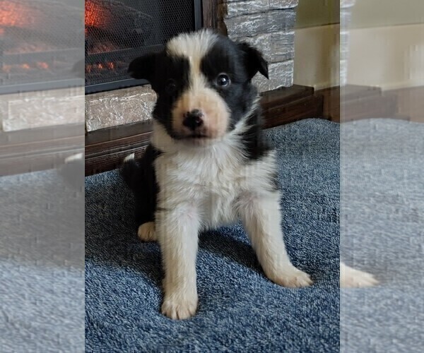 Medium Photo #3 Border Collie Puppy For Sale in NORBORNE, MO, USA