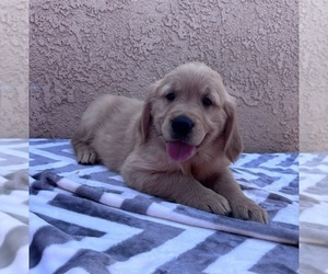 English Cream Golden Retriever Puppy for Sale in CERES, California USA