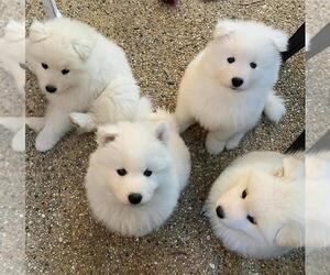 Samoyed Puppy for sale in HESPERIA, CA, USA