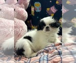 Small Japanese Chin
