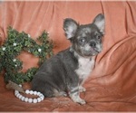 Small Photo #3 French Bulldog Puppy For Sale in FREDERICKSBURG, OH, USA