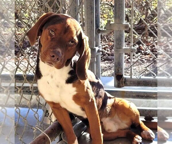 Medium Photo #3 Beagle Puppy For Sale in Dunnellon, FL, USA