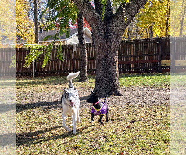 Medium Photo #21 Mutt Puppy For Sale in Fargo, ND, USA