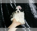 Small #1 Maltipoo