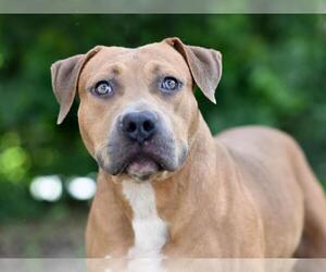 American Staffordshire Terrier-Unknown Mix Dogs for adoption in Tavares, FL, USA