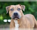 Small American Staffordshire Terrier Mix