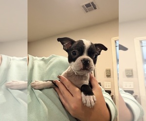 Boston Terrier Puppy for sale in FREDONIA, KS, USA