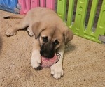 Puppy Pink German Shepherd Dog-Great Pyrenees Mix