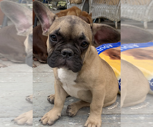 French Bulldog Puppy for sale in DURANTS NECK, NC, USA