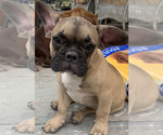 Small Photo #1 French Bulldog Puppy For Sale in DURANTS NECK, NC, USA