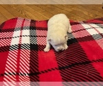 Small Photo #1 Pomeranian Puppy For Sale in MIDDLEBORO, MA, USA