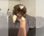 Small Shih Tzu