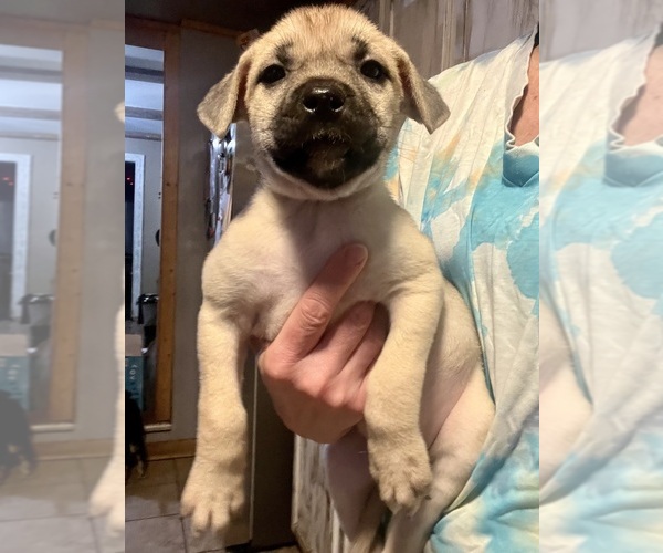 Medium Photo #1 Cane Corso-French Bulldog Mix Puppy For Sale in BIRDSBORO, PA, USA