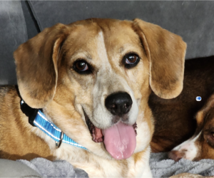 Lena - Female Beagle Dog for Adoption