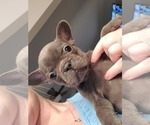 Small Photo #2 French Bulldog Puppy For Sale in WENTZVILLE, MO, USA