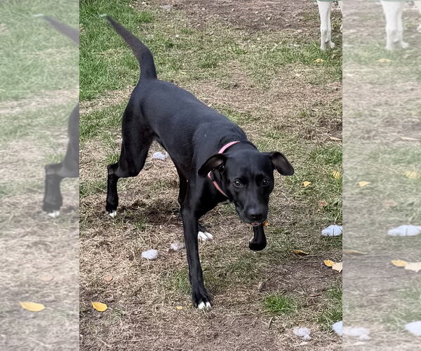Medium Photo #5 Labrador Retriever-Unknown Mix Puppy For Sale in Crystal, MN, USA