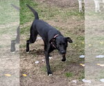 Small Photo #5 Labrador Retriever-Unknown Mix Puppy For Sale in Crystal, MN, USA