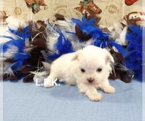 Maltese Puppy for sale in WINNSBORO, LA, USA