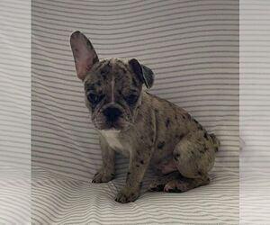 French Bulldog Puppy for sale in JOHNS ISLAND, SC, USA