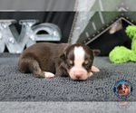 Small Photo #23 Miniature Australian Shepherd Puppy For Sale in GRANBURY, TX, USA