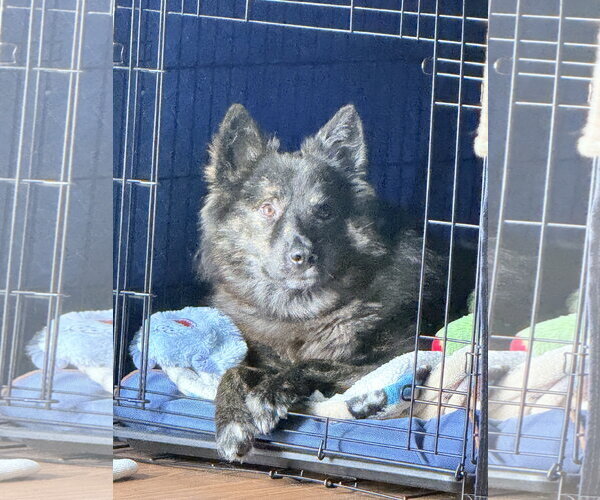 Medium Photo #2 Kai Dog-Unknown Mix Puppy For Sale in Millsboro, DE, USA