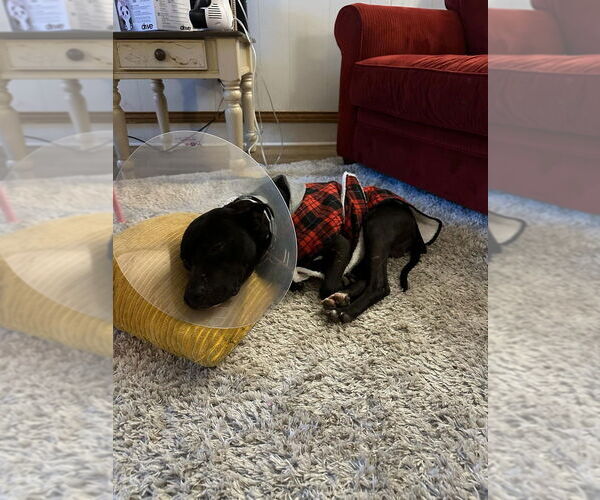 Medium Photo #2 Mutt Puppy For Sale in FRAMINGHAM, MA, USA