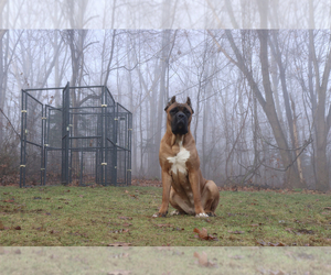 Mother of the Cane Corso puppies born on 10/29/2022