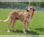 Small #1 Mutt