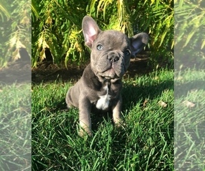 French Bulldog Puppy for sale in MILLERSBURG, OH, USA