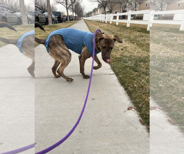 Medium Photo #8 Mutt Puppy For Sale in Sandy, UT, USA