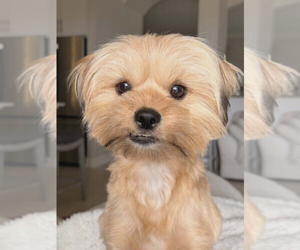 Medium Photo #1 Shih Tzu-Unknown Mix Puppy For Sale in Plantation, FL, USA