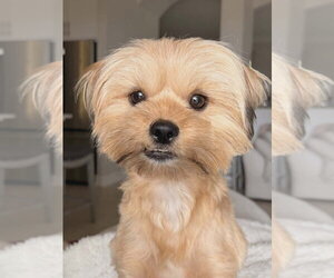 Shih Tzu-Unknown Mix Dogs for adoption in Plantation, FL, USA