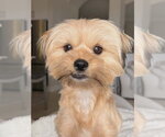 Small Shih Tzu Mix
