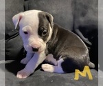 Small Photo #11 American Pit Bull Terrier Puppy For Sale in ELMA, WA, USA
