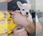Small Photo #3 French Bulldog Puppy For Sale in BONNEY LAKE, WA, USA
