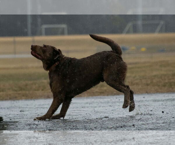Medium Photo #3 Labrador Retriever Puppy For Sale in Rustburg, VA, USA