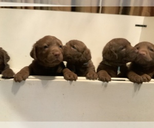 Chesapeake Bay Retriever Puppy for sale in WHITTIER, CA, USA