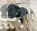 Small #1 Border Collie-Labradoodle Mix