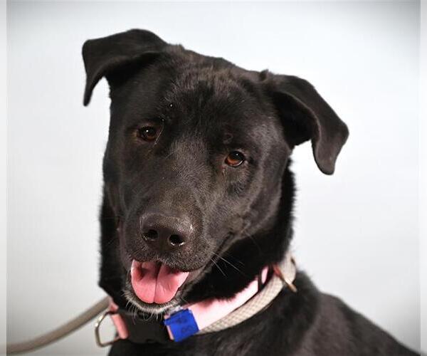 Medium Photo #1 Labrador Retriever-Unknown Mix Puppy For Sale in Fort Collins, CO, USA