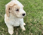 Small Photo #3 Goldendoodle Puppy For Sale in WEST PALM BEACH, FL, USA