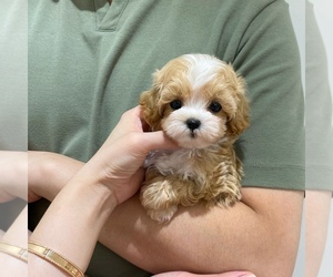 Maltipoo Puppy for sale in REDLANDS, CA, USA