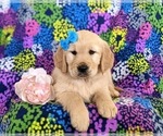 Small Photo #8 Golden Retriever Puppy For Sale in OXFORD, PA, USA