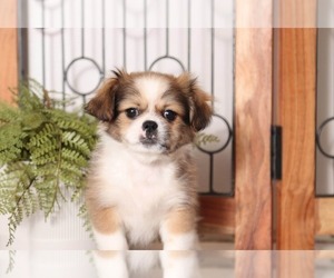 Shinese Puppy for sale in NAPLES, FL, USA