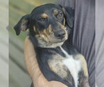 Forest - Male Labrador Retriever-Unknown Mix Dog for Adoption - Small photo